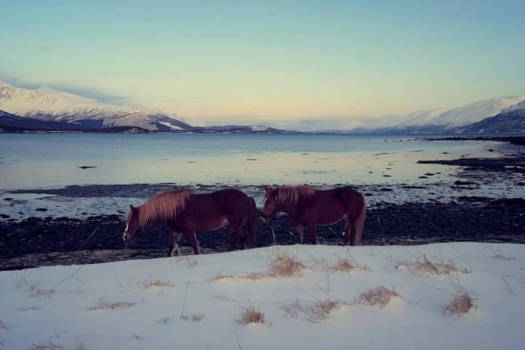 Appartement Of Lyngen Panorama
